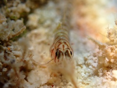 Tigrigobius macrodon