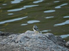 Motacilla cinerea cinerea