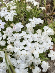 Phlox multiflora