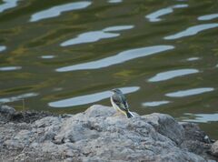 Motacilla cinerea cinerea