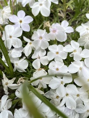 Phlox multiflora