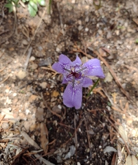 Tigridia durangensis