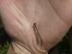 Coenagrion mercuriale