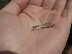Coenagrion mercuriale