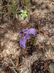Tigridia durangensis