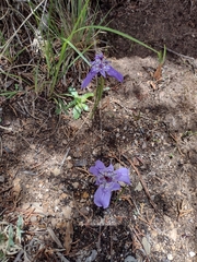 Tigridia durangensis