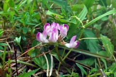 Astragalus nokoensis