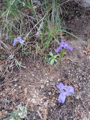 Tigridia durangensis