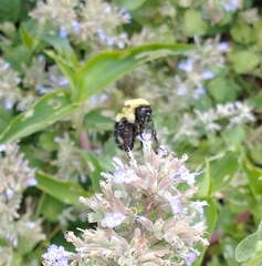 Bombus bimaculatus