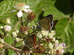 Aricia agestis