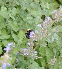 Bombus bimaculatus