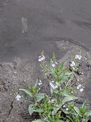 Veronica anagallis-aquatica