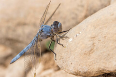 Orthetrum nitidinerve