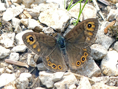 Lasiommata petropolitana