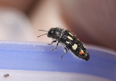 Acmaeodera adenostomae