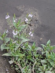 Veronica anagallis-aquatica