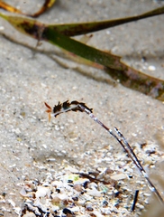 Burnaia helicochorda