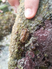 Acanthochitona crinita