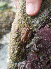 Acanthochitona crinita