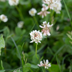 Trifolium repens