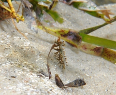 Burnaia helicochorda