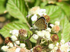 Lycaena tityrus