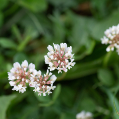 Trifolium repens