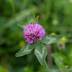 Trifolium pratense