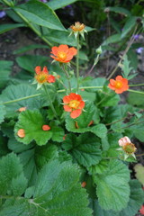 Geum coccineum