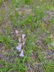 Penstemon gracilis