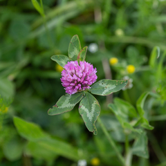 Trifolium pratense