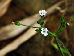 Cerastium subpilosum