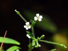 Cerastium subpilosum