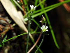 Cerastium subpilosum