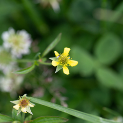 Geum urbanum