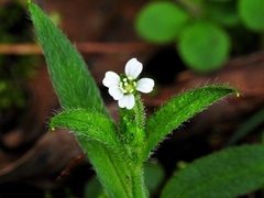 Cerastium subpilosum