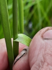 Rhynchospora macrostachya