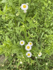 Erigeron annuus