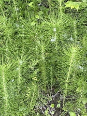 Equisetum telmateia