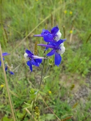 Delphinium sutherlandii