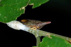 Calloconophora furcata