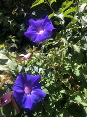 Ipomoea