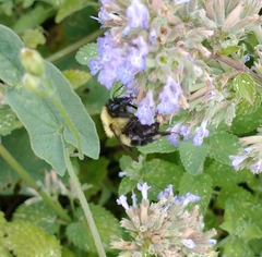 Bombus bimaculatus