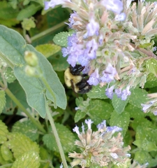 Bombus bimaculatus