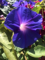 Ipomoea