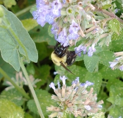 Bombus bimaculatus