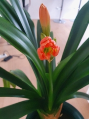 Clivia miniata