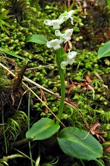 Platanthera brevicalcarata