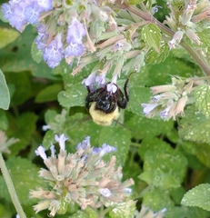 Bombus bimaculatus