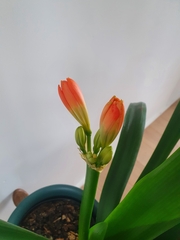 Clivia miniata